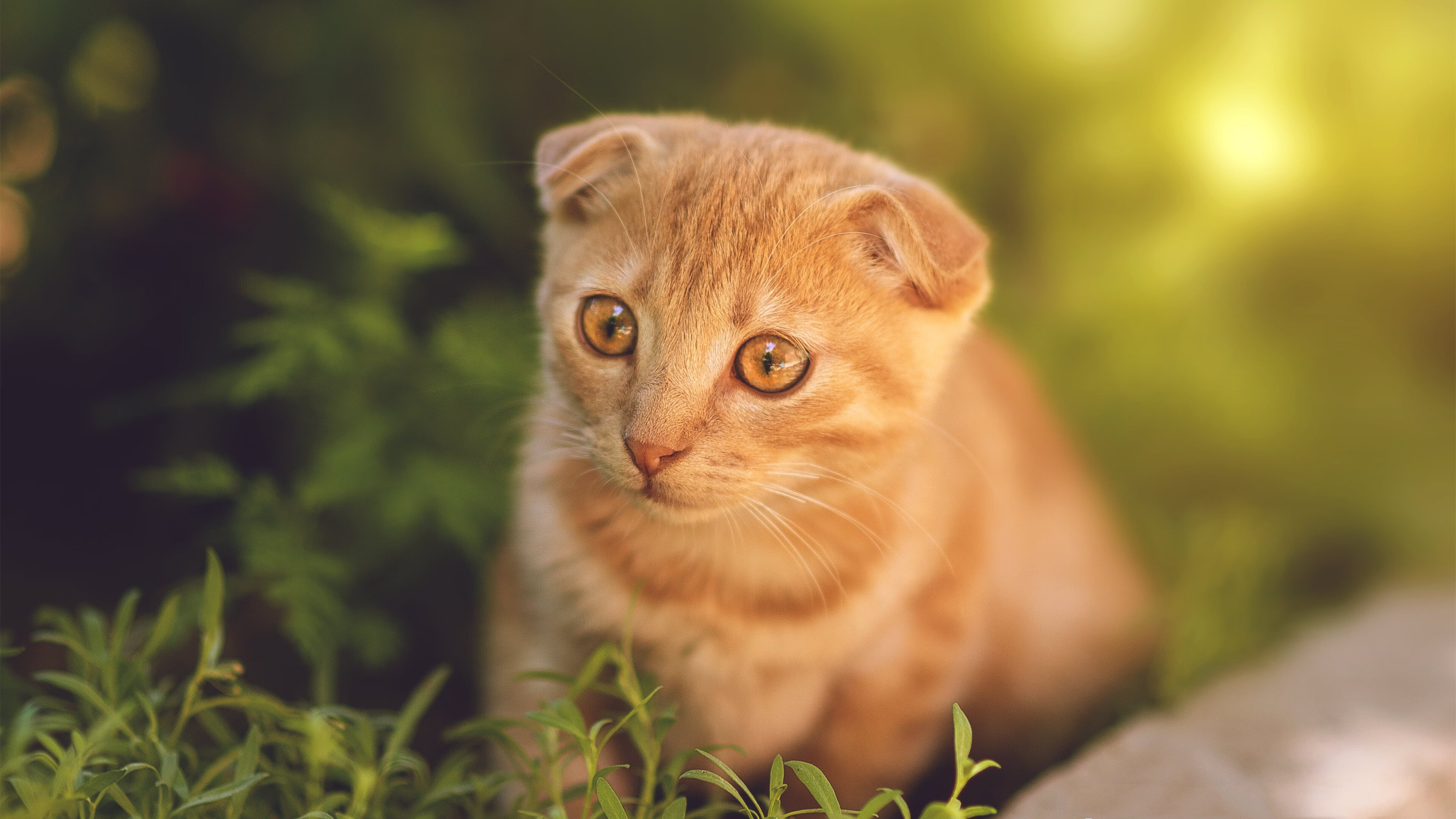 2025全球电竞冠军赛开启,顶尖战队激烈角逐,2020全球电子竞技大赛