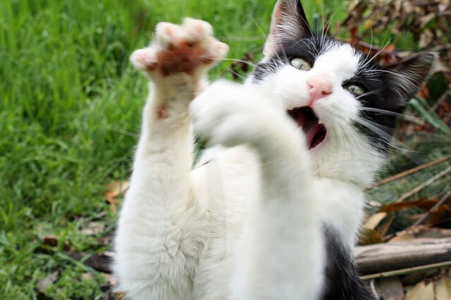 “青少年足球创新项目在全国范围内全面推广”，2020青少年足球比赛