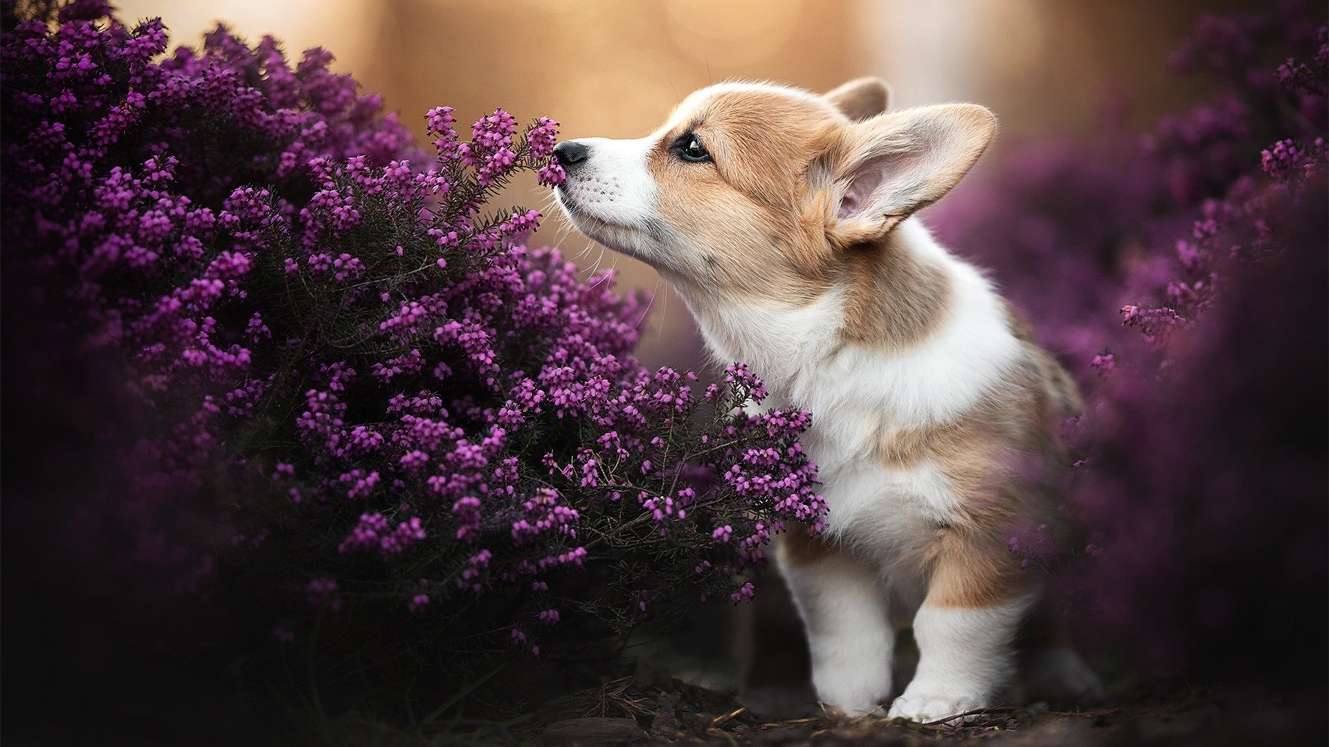 城市空中滑索,体验刺激的高空飞跃,空中索道指的是什么