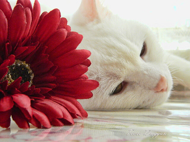 库里连续多场“火力全开”，刷新三分纪录！，库里全场最高分