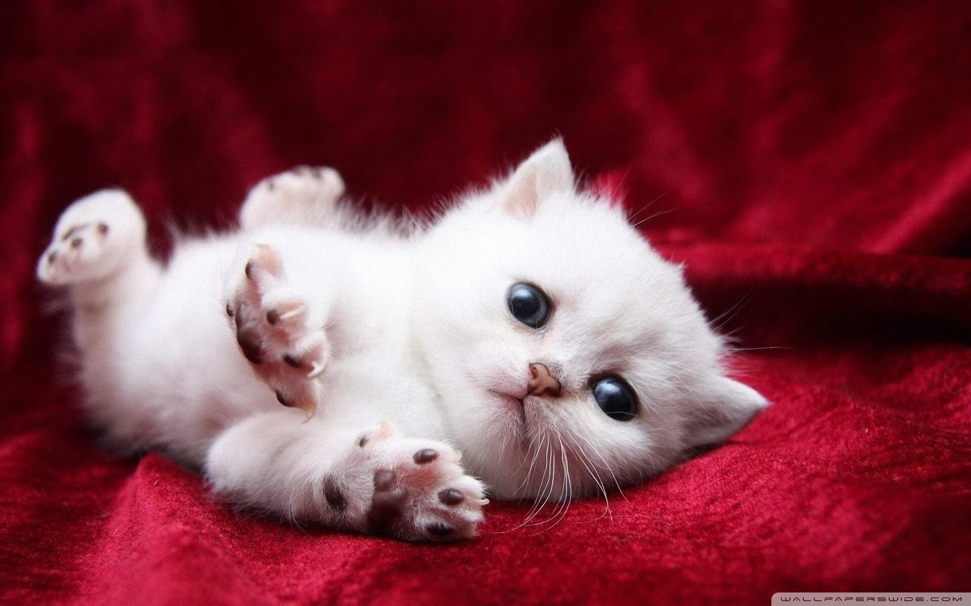 马刺与多所高校共建“体育科研联合体”，马刺配合