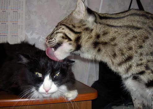 RNG赛季目标明确冲击冠军,rng再次夺冠