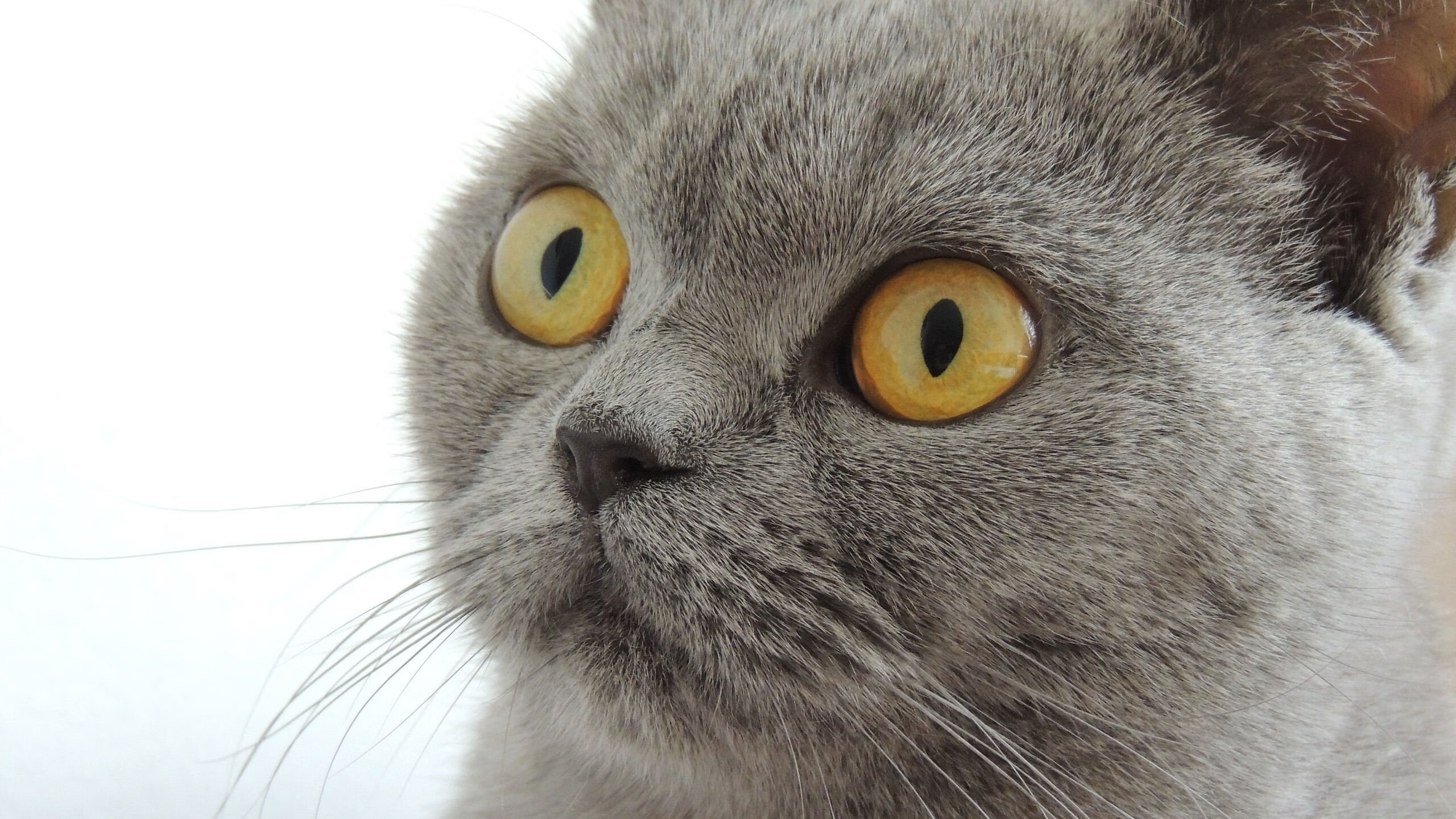 中国足球的场地设施建设规划方案实施方案实施,我国足球场地设施建设的现实困境及其破解对策