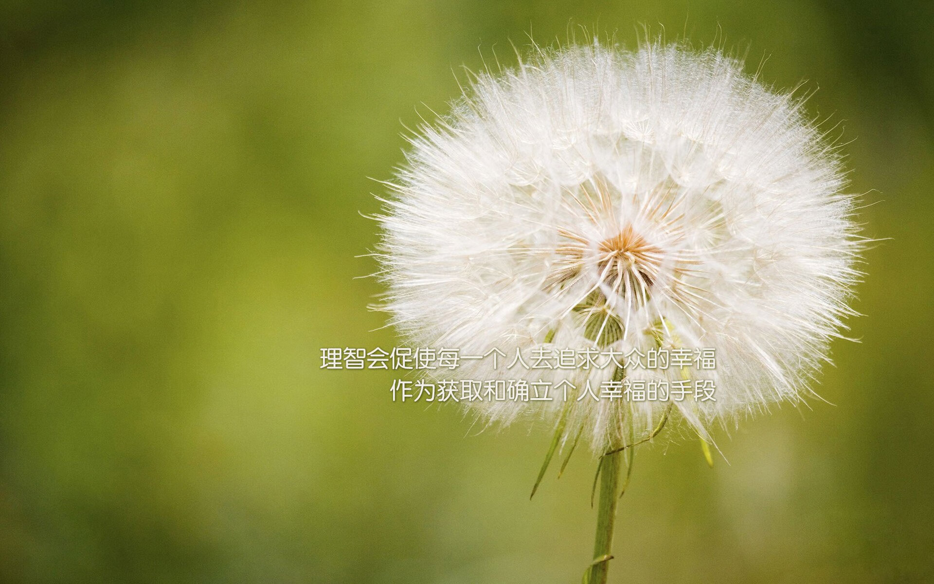 曼联主场擒下桑德兰，重振士气实现反弹，曼联引进桑乔