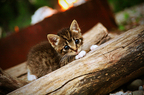 比利时选手技高一筹，力克对手，比利时的比赛