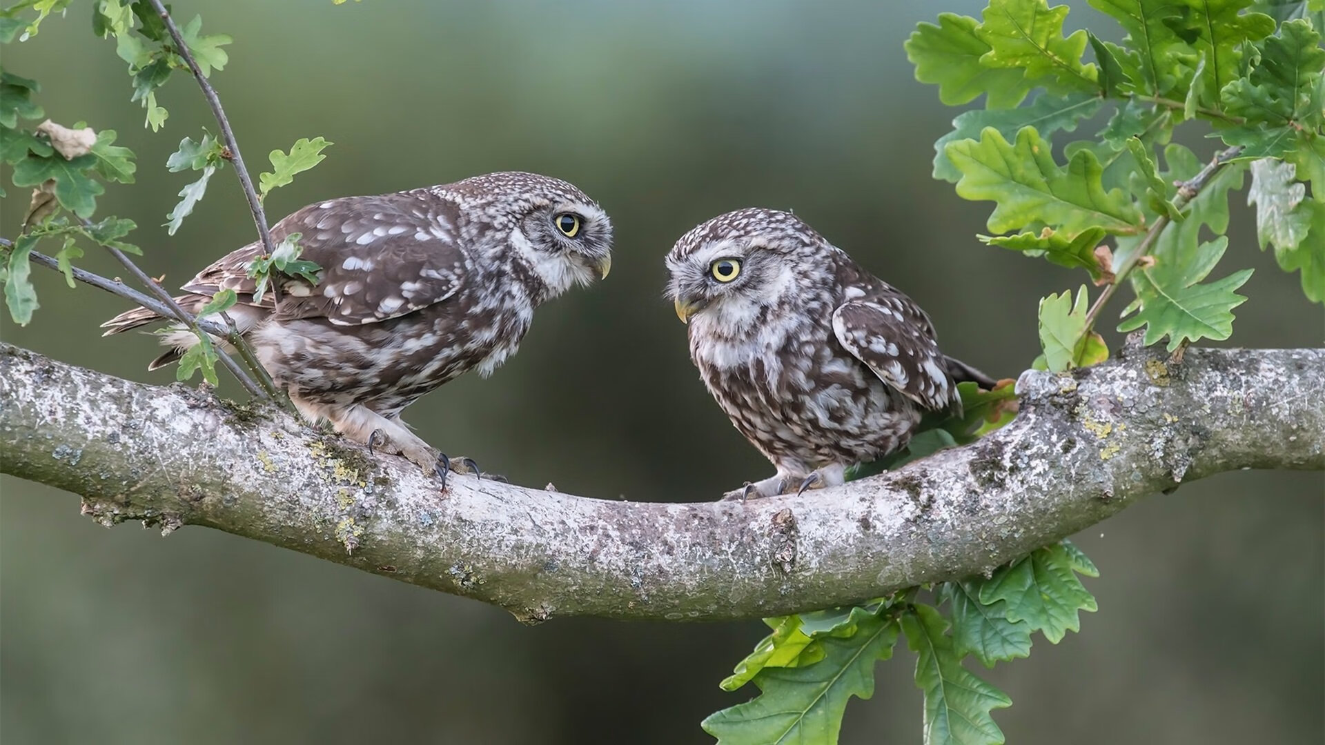 阿拉维斯卫不住大佬，击败豪门巴黎圣日耳曼