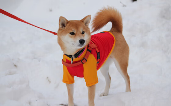 阿拉维斯实力碾压，大比分轻取对手，阿拉维斯联盟杯