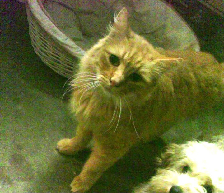 体育组织对接社区服务功能拓展机制研究，社区体育组织结构