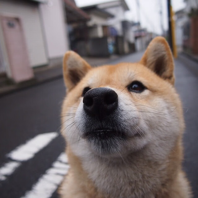 德甲“战火升级”：多特蒙德与勒沃库森争夺第4名