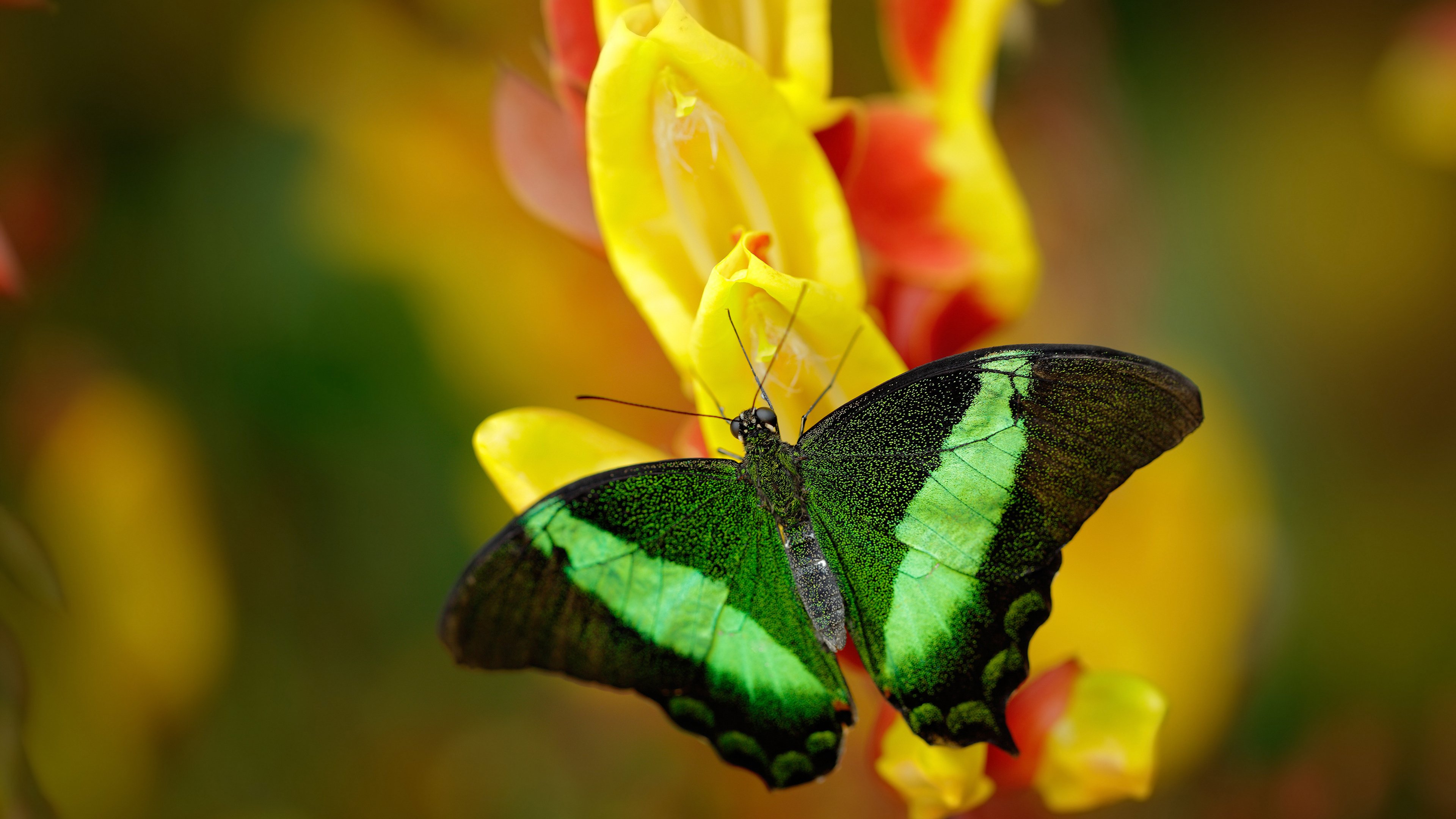 篮球训练计划科学制定与效果跟踪研究,篮球训练目标