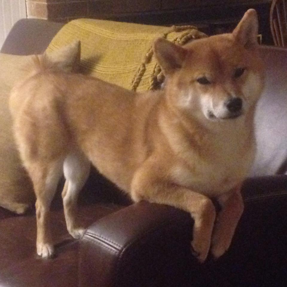 篮球运动员专项技能训练教学方法创新,篮球基本技能训练