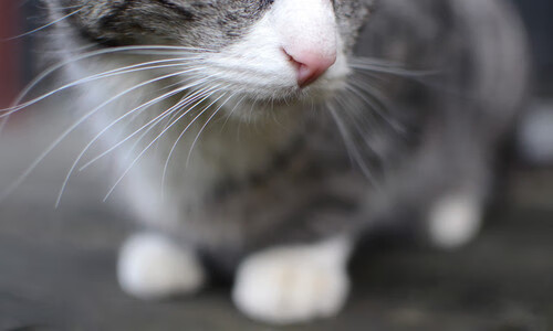 篮球运动员专项技能训练教学方法创新,篮球基本技能训练