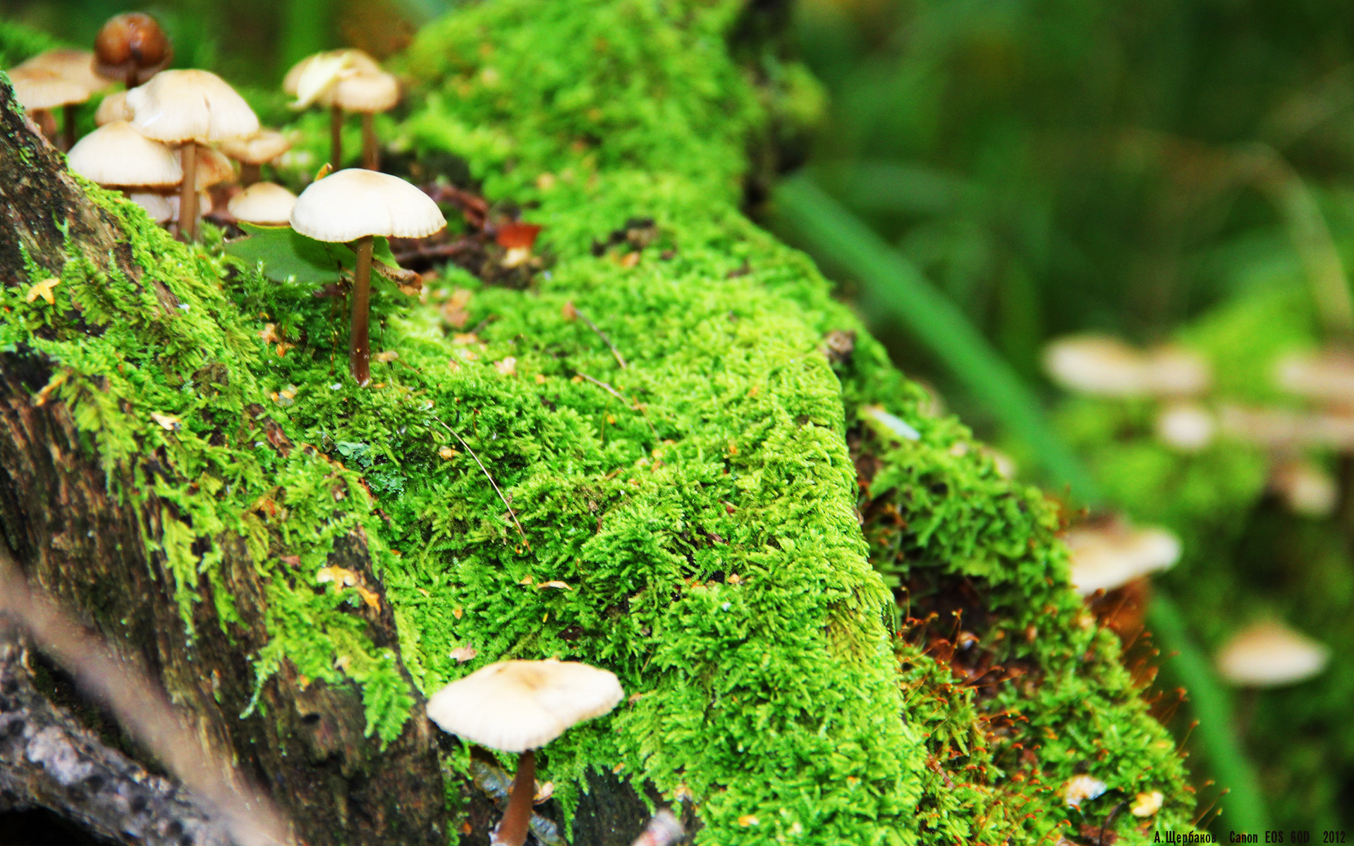 Chinese Taipei乒乓战术揭秘：以防守反击为核心，台湾报道乒乓球