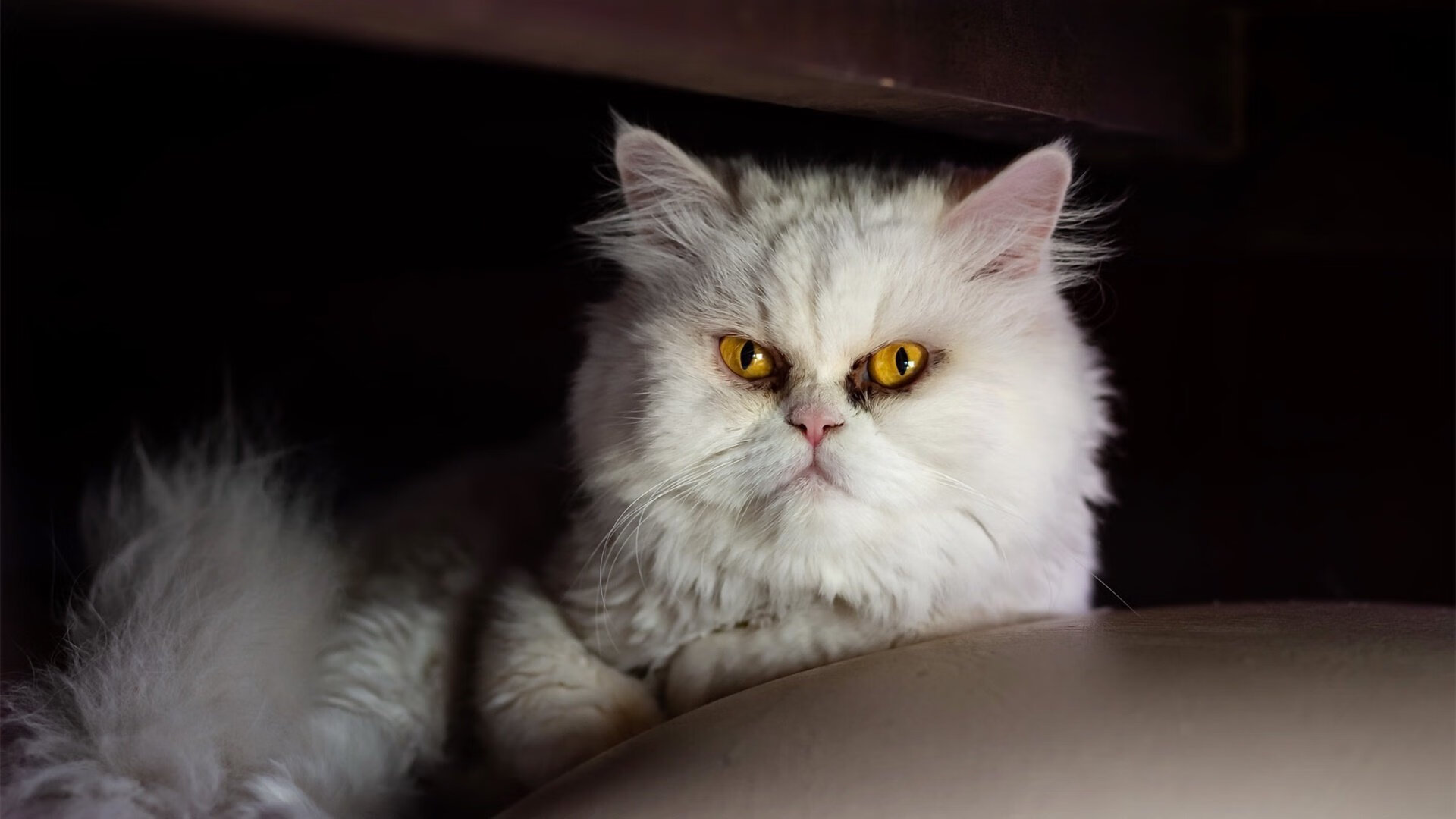 世界杯中国足球晋级 热血时刻燃爆全场,世界杯足球2022中国