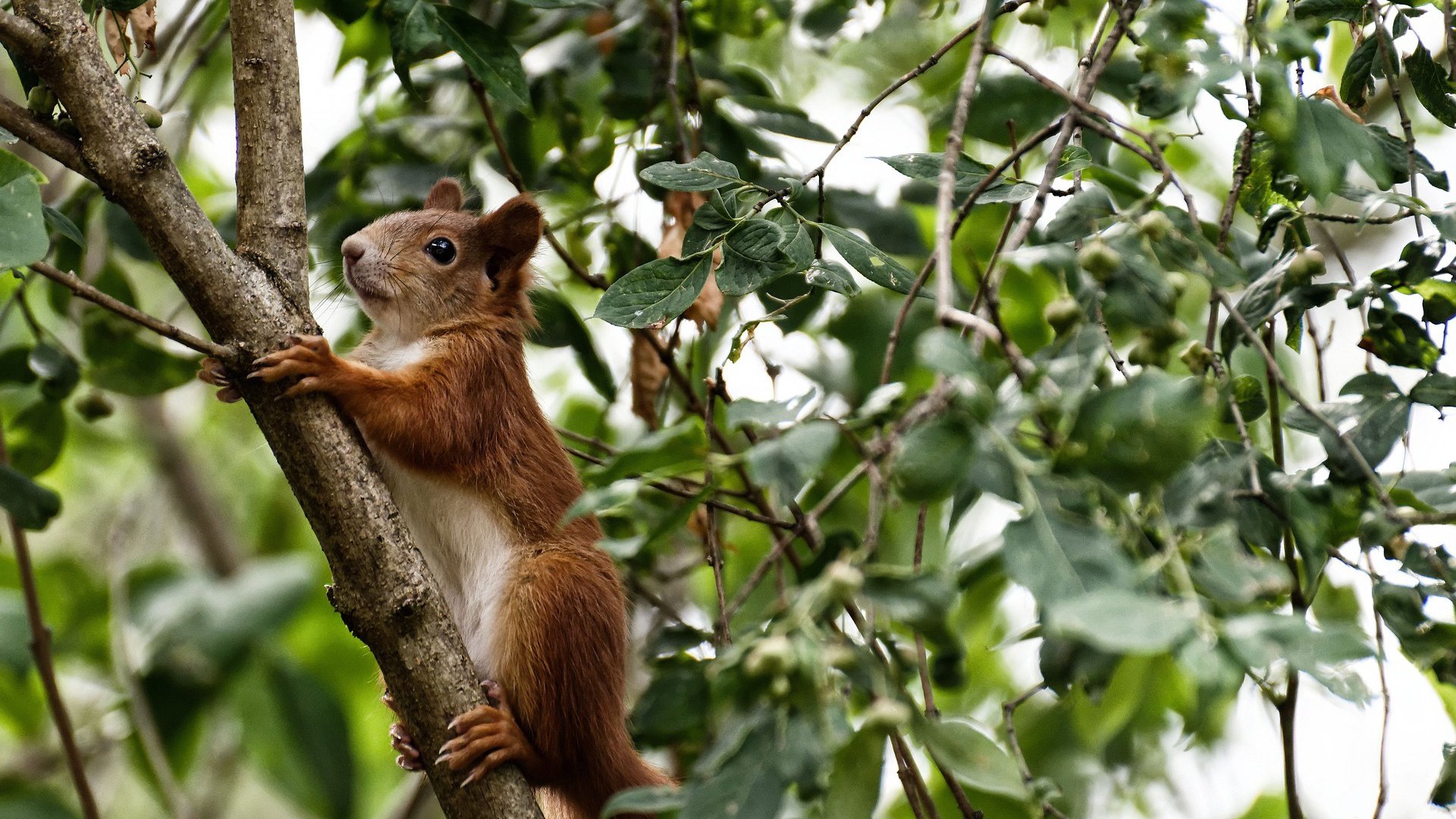 印度乒乓赛制未来展望:提升技术、优化赛程,印度乒乓球员