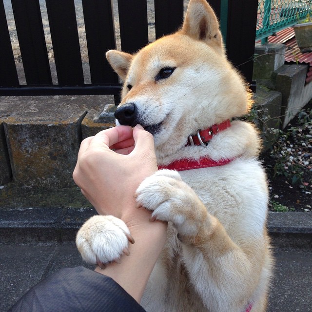 奥运备战科学制定目标计划,奥运备战科学制定目标计划表