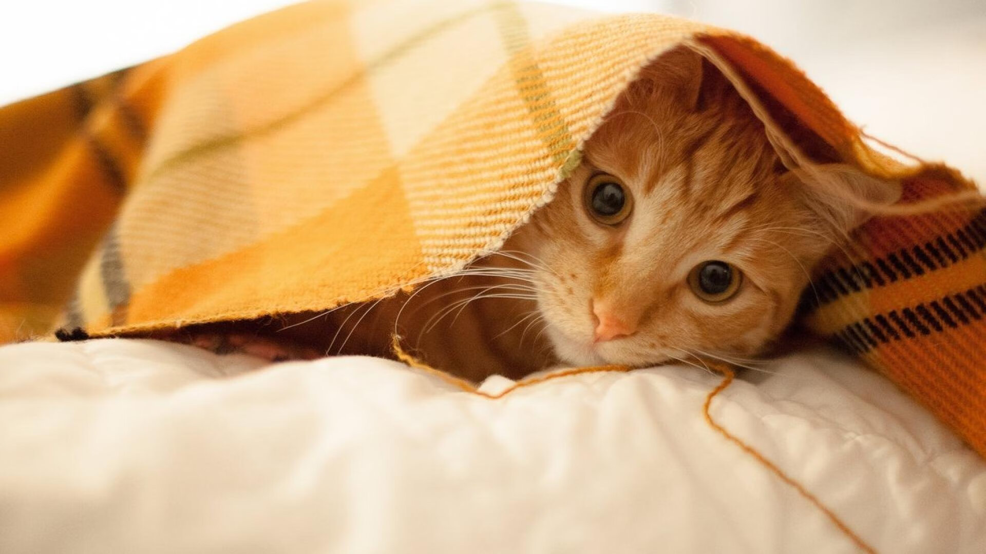 女子200蝶前50米出发段：中国最具爆发，女子200米蝶泳赛程