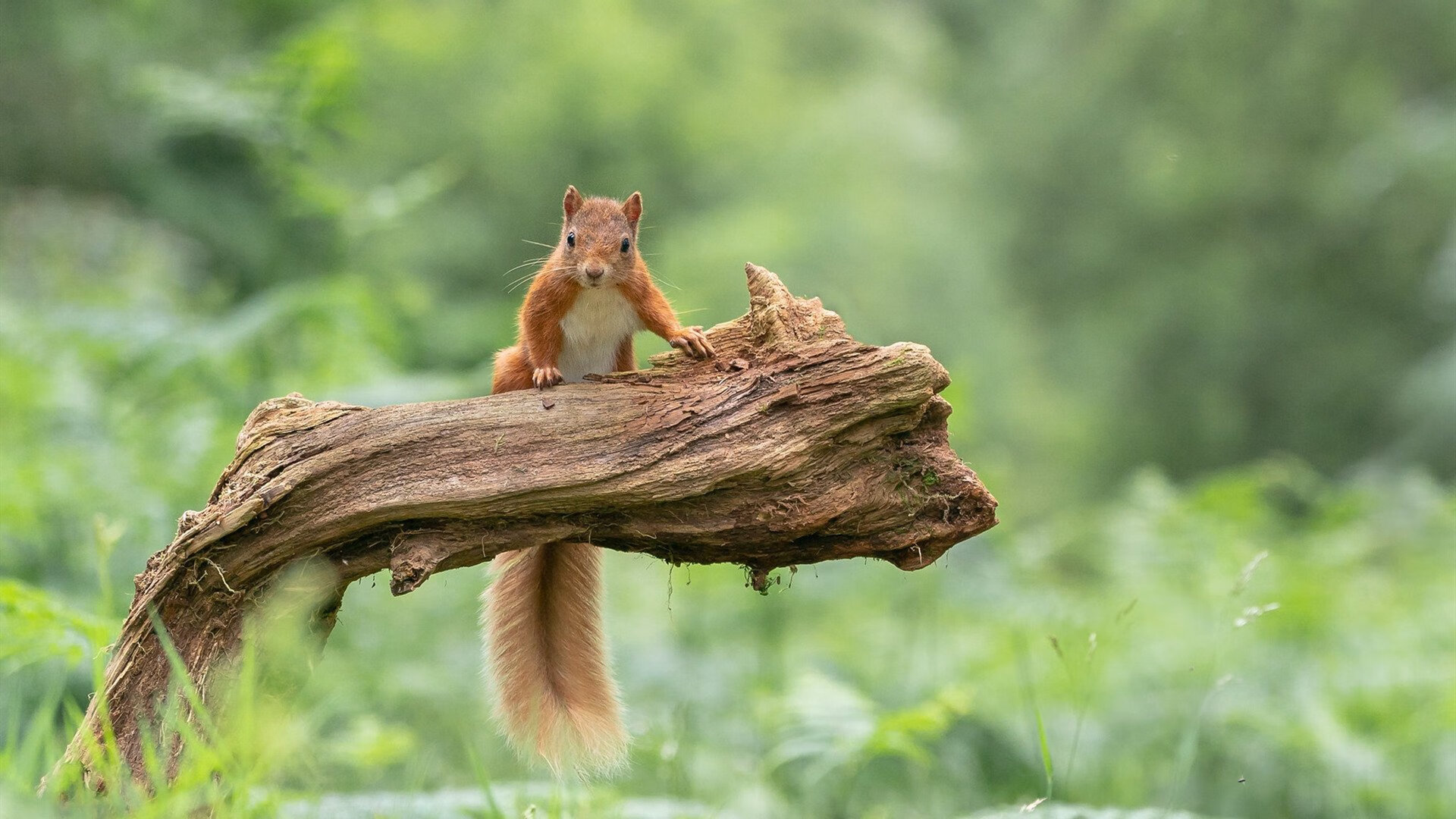 凯恩·瑞安:一位极具潜力的全黑队球员,未来可期,凯恩是哪个足球队的