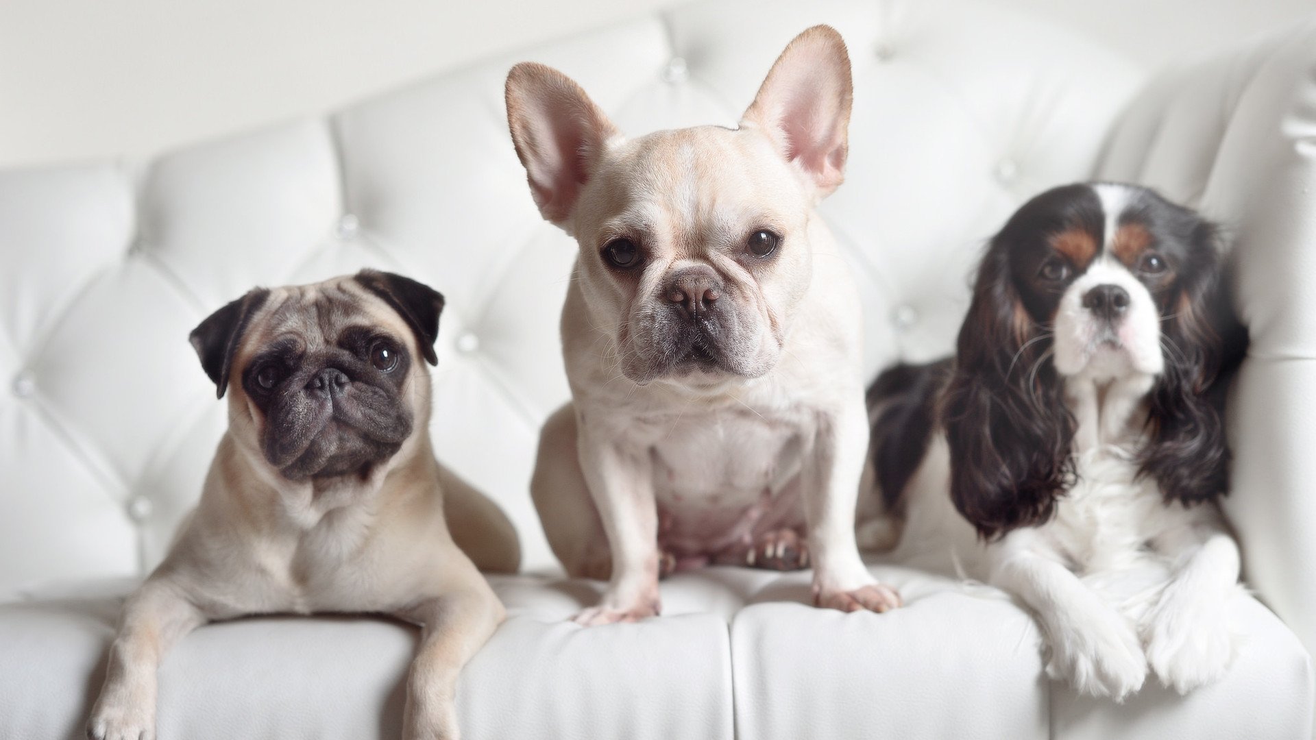 希腊男篮在欧洲锦标赛中风采依旧，冠军梦再续辉煌，希腊男篮遭绝杀无缘奥运