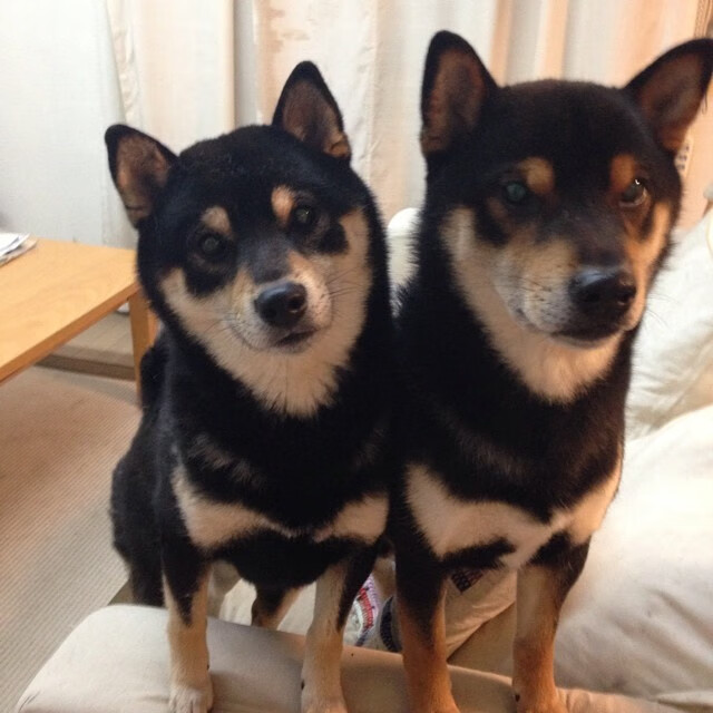 朱婷强攻能力提升训练中多次得分，朱婷强攻效率高