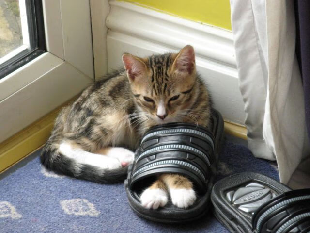 杰克·阿莱克西突破自我刷新纪录，杰西阿弗莱克