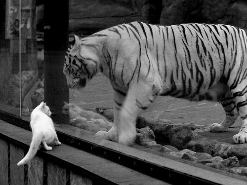 澳大利亚男子接力队表现稳定，冲击更高荣誉，澳大利亚男子组合